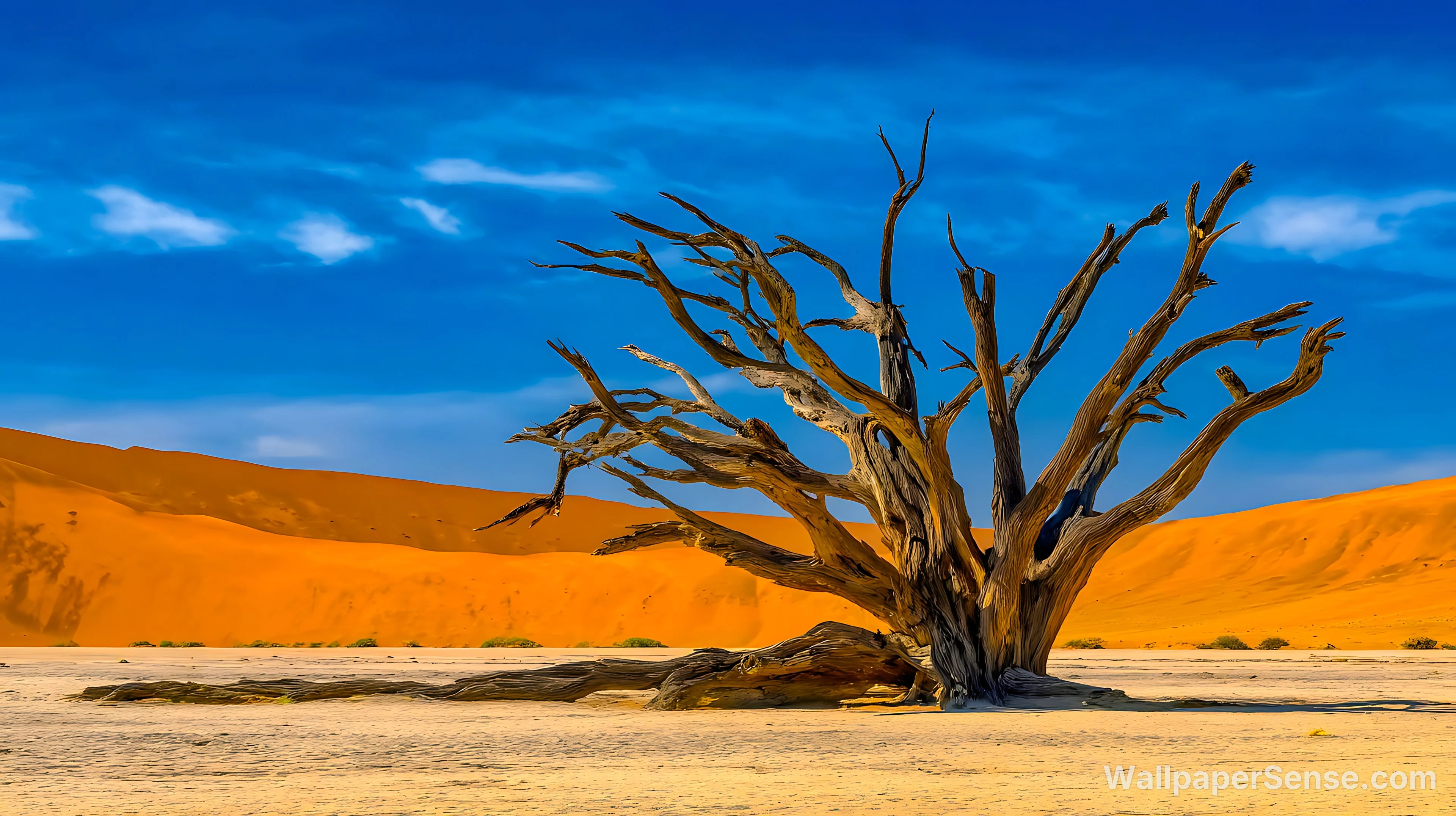 Desert Dead Tree 4K and 8K Ultra HD Wallpaper Collection - Desert Dead Tree 4K Desktop Wallpaper
