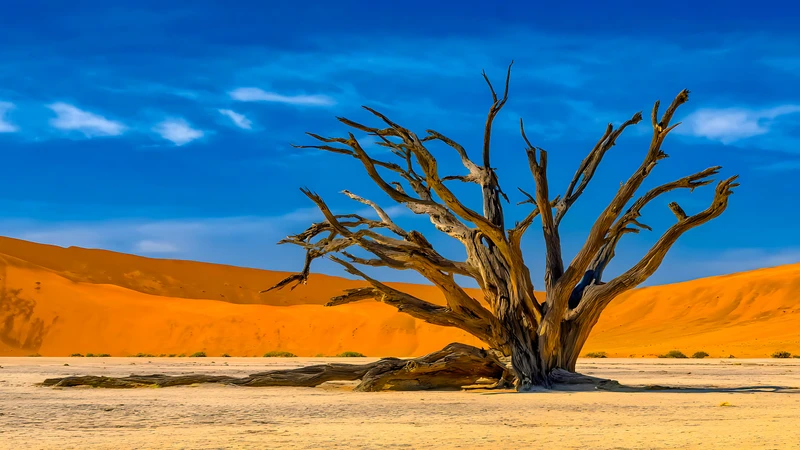 Desert Dead Tree 4K and 8K Ultra HD Wallpaper Collection - Pack with 3 wallpapers for $1