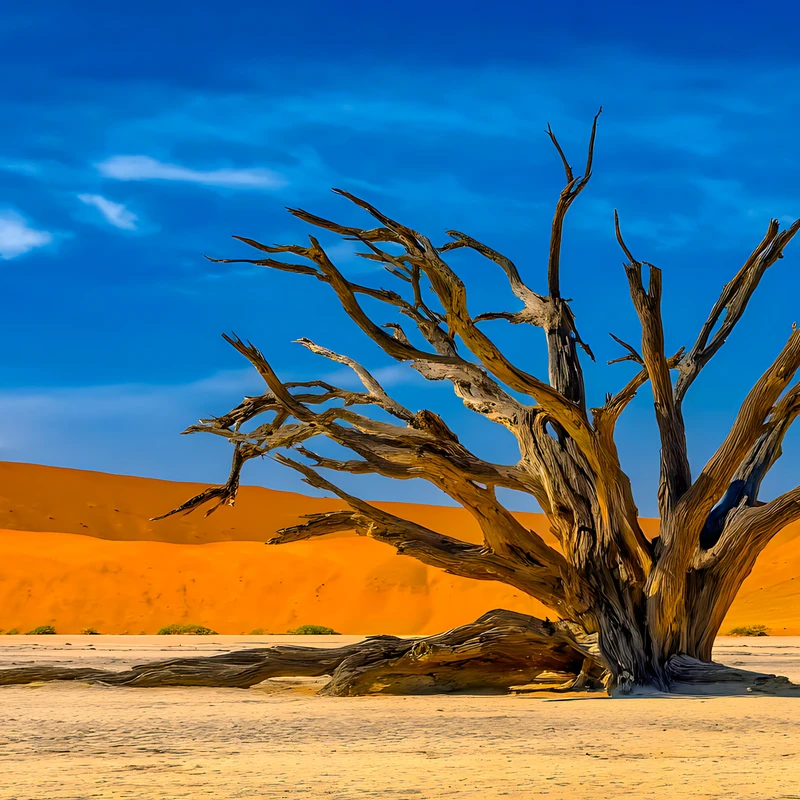 Desert Dead Tree 4K Desktop Wallpaper