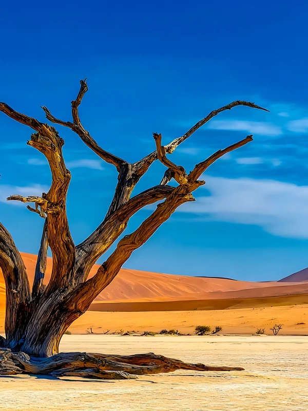 Desert Dead Tree 4K Desktop Wallpaper